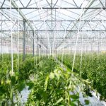 Whitepaper: Impact Investing in AgTech